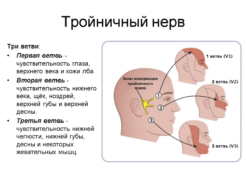 Тройничный нерв Три ветви: Первая ветвь - чувствительность глаза, верхнего века и кожи лба.